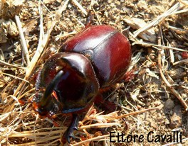 scarabeidi dalla Sardegna
